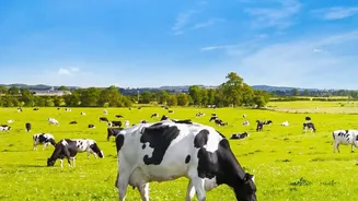 America's Appetite for Protein Is Transforming Dairy Plant Economics