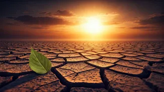 Beat the Heat: IMD's Crucial Guidelines for Surviving India's Intense Heatwave