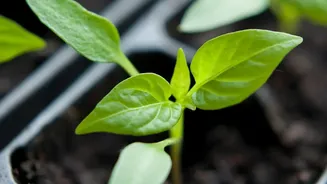 The New Small-Space Gardening Trend Makes Windowsills As Growing Areas Worth Considering