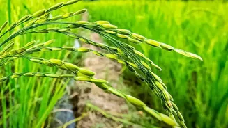 India's Regional Rice Varieties: Why They Are Getting A Fresh Look