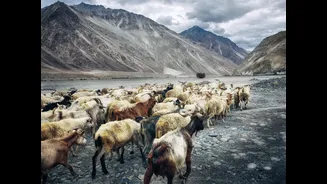 Ladakh Implements Complete Ban on Chemical Fertilisers to Promote Organic Farming