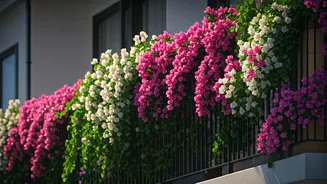 Transform Your Small Balcony into a Blooming Oasis with Stunning Flowering Vines