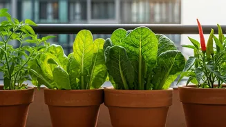 Balcony Vegetable Pots Are The Practical Home Upgrade