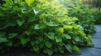 Fast Growth Can Leave Plants Competing for Light and Air