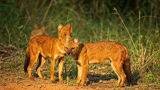 5 Hidden Gems: Spot Endangered Wild Dogs in India's Parks
