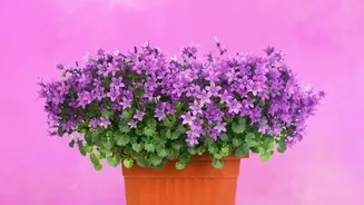 Minimal-Care Flowering Plants Are Redefining Balcony Gardening In Indian Cities