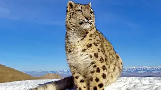 Ladakh's Snow Leopard Safari: How Local Guides Are Involved in the Snow-Leopard Safari