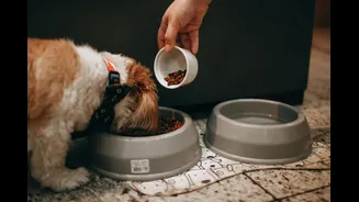 Pet Parent Diaries: 5 Ways Dog Food Can Trigger Hidden Allergies In Your Pet