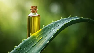 Nature's Beauty Secrets: Unlocking the Power of Aloe Vera, ACV, and More