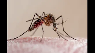 El Niño pode aumentar casos de dengue e chikungunya, alerta Saúde