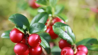 A Closer Look At Keeping Cranberry Plants Moist In Indoor Cranberry Gardening