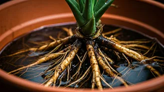 Waterlogged Roots Are The Biggest Garden Killer