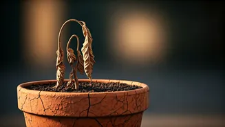 The Terra-Cotta Pot Pitfalls: 4 Plants That Dislike Clay Homes