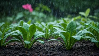 Monsoon Gardens Need Less Water, More Checks
