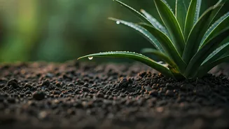 Overwatering Is Not Plant Love In Monsoon