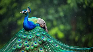 Discover India's Rainy Season Wildlife