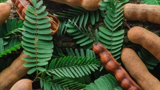 Tamarind leaves: A natural remedy for digestion