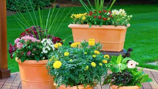 August's Heat-Humidity Balcony Test Keeps The Focus On Heat-Tolerant Varieties