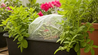 Terrace Gardening Needs A Mosquito Filter