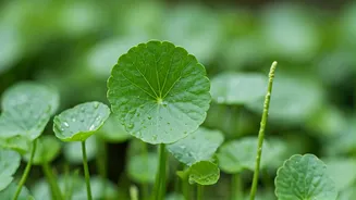 Gotu Kola: Radiant Skin Secrets & Skincare Guide