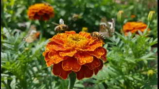 Bees, Butterflies, Marigolds Have Entered The Chat