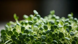 Why Raw Sprouts Aren't Everyone's First Choice