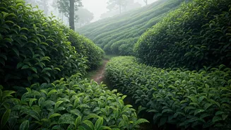 India's Most Beautiful Rainy Secrets Revealed
