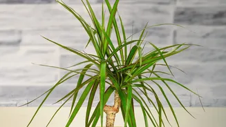 Scientists Say Indoor Plants Alone May Not Significantly Clean Indoor Air
