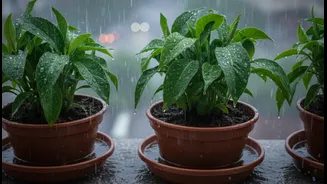 Plant Parents Should Stop Overwatering Balcony Greens During Heavy Rain Weeks
