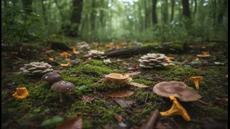 Why Mushroom-Based Meals Feel Right In July