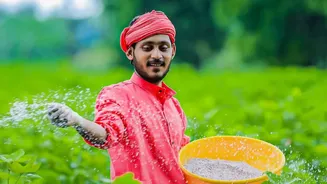 Punjab Crop Diversification: A New Perspective Through Record-Low Cotton Sowing