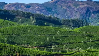 Valparai and Coonoor Offer Tea-Led Alternatives to Busier Hill Breaks