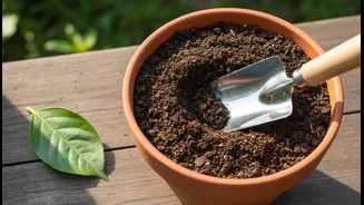 The First Root-Rot Check Happens At The Soil, Not The Leaf Tips