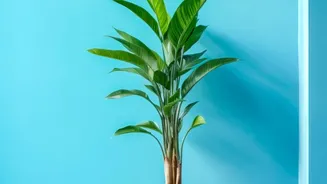 Indoor Plants Can Support Wellbeing, But Air Quality Gains May Be Modest