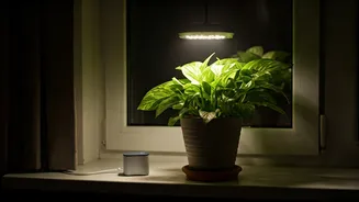 Smart-Plug Timers Ensure Perfect Health For Dark Apartment Indoor Plants