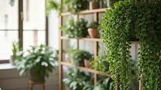 Trailing Plants Bring Big Vibes With Less Effort