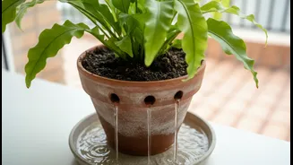 Simple DIY Drainage Fixes Can Help Indoor and Balcony Plants Stay Healthy