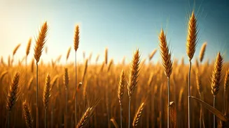 Baisakhi 2026: A Vibrant Punjabi New Year Celebration of Harvest and Unity