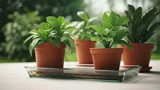 Pot Trays Are Cute Until Mosquitoes Arrive