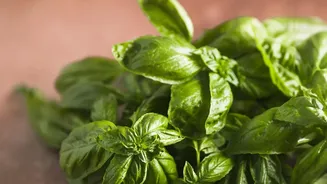 Urban Balcony Herb Gardens: Simple Hacks To Grow Fresh Basil Mint