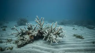 Falling Oxygen Can Reshape Food Webs Even Before Fish Kills Occur