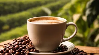 Book These Budget Coffee Estate Stays Before Peak Travel Demand Rises