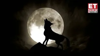 First Full Moon of 2026: When and where to watch Wolf Supermoon -DETAILS
