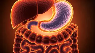 Post-Meal Habits: Why Sitting Down Is a Bad Idea