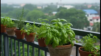 What We Can Learn from Bengaluru's Rain-Fed Planting Window about Balcony Herbs
