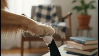 How to Use the Dog and Cat Interactions Story without Overstating Momentary Pet Contact, Not Simple Ownership