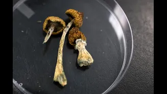 Psilocibina pode ser eficaz contra o vício em cocaína, sugere estudo