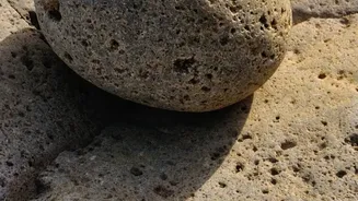 Why Eocene Environment Matters To 38-Million-Year-Old Marine Fossils Found In Ladakh