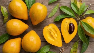 What is canistel fruit?