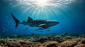 Explore Azure Ocean Depths In Maldives For Ultimate Vacation